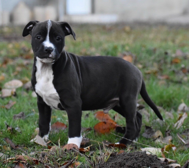 du grand Molosse - Chiot disponible  - American Staffordshire Terrier