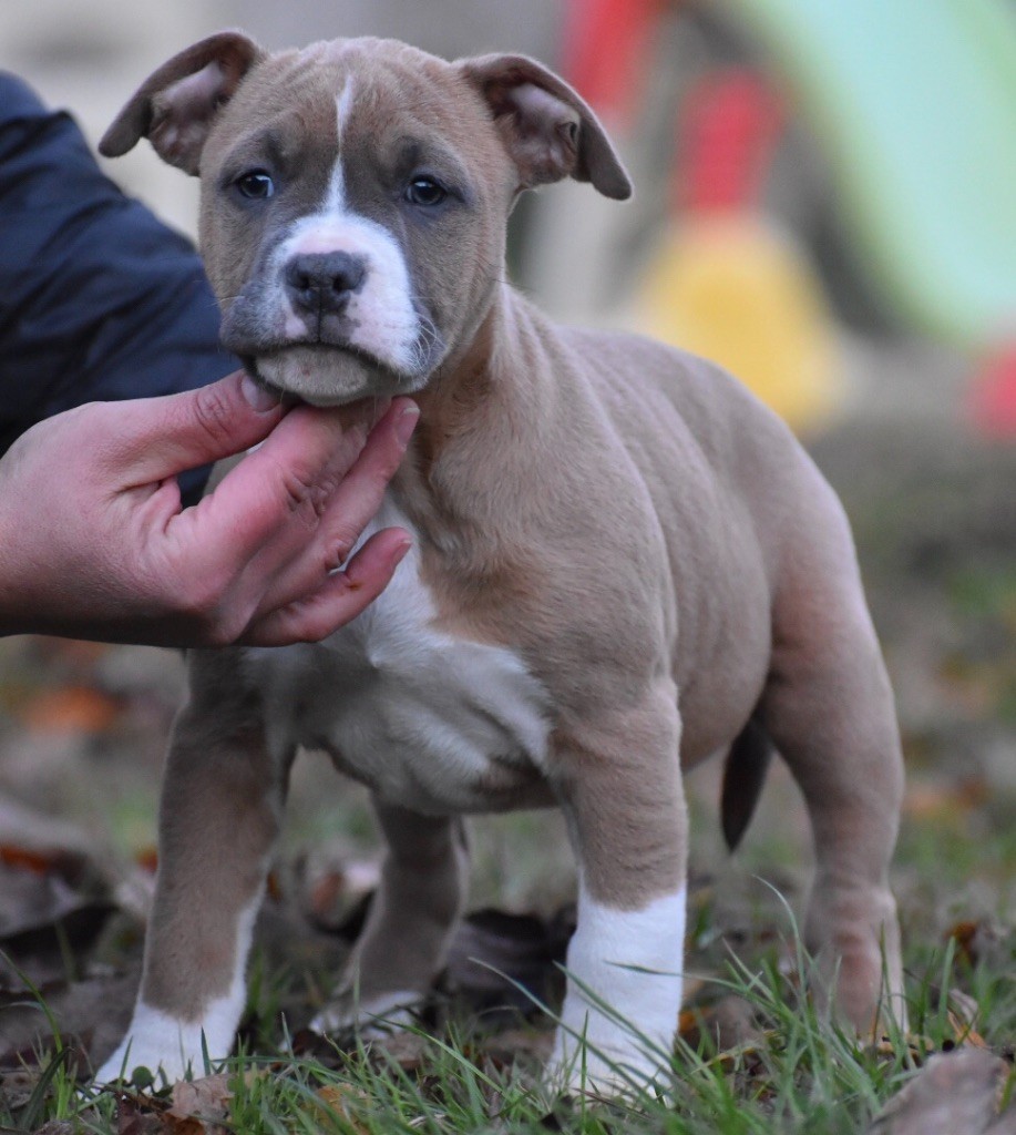 du grand Molosse - Chiot disponible  - American Staffordshire Terrier