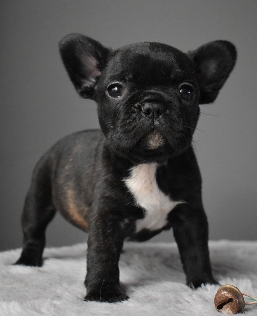 du grand Molosse - Chiot disponible  - Bouledogue français