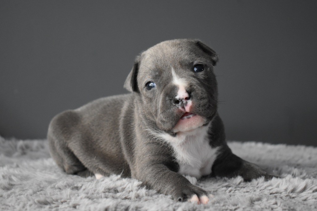 du grand Molosse - Chiot disponible  - American Staffordshire Terrier