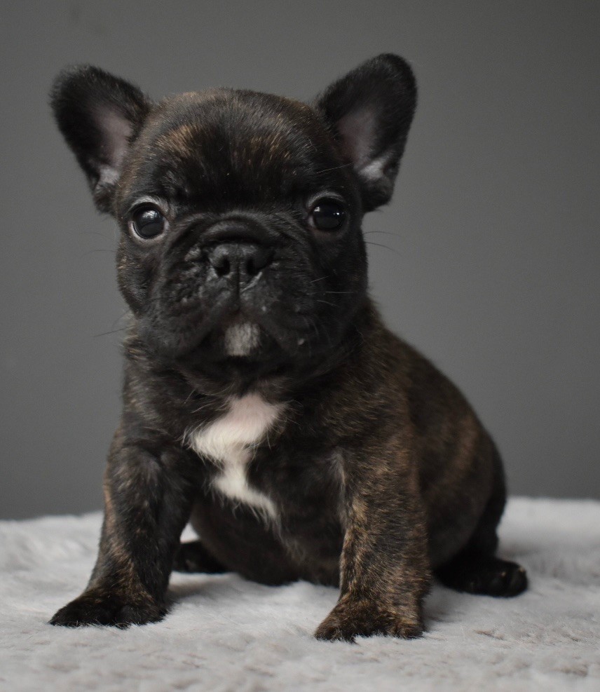 du grand Molosse - Chiot disponible  - Bouledogue français