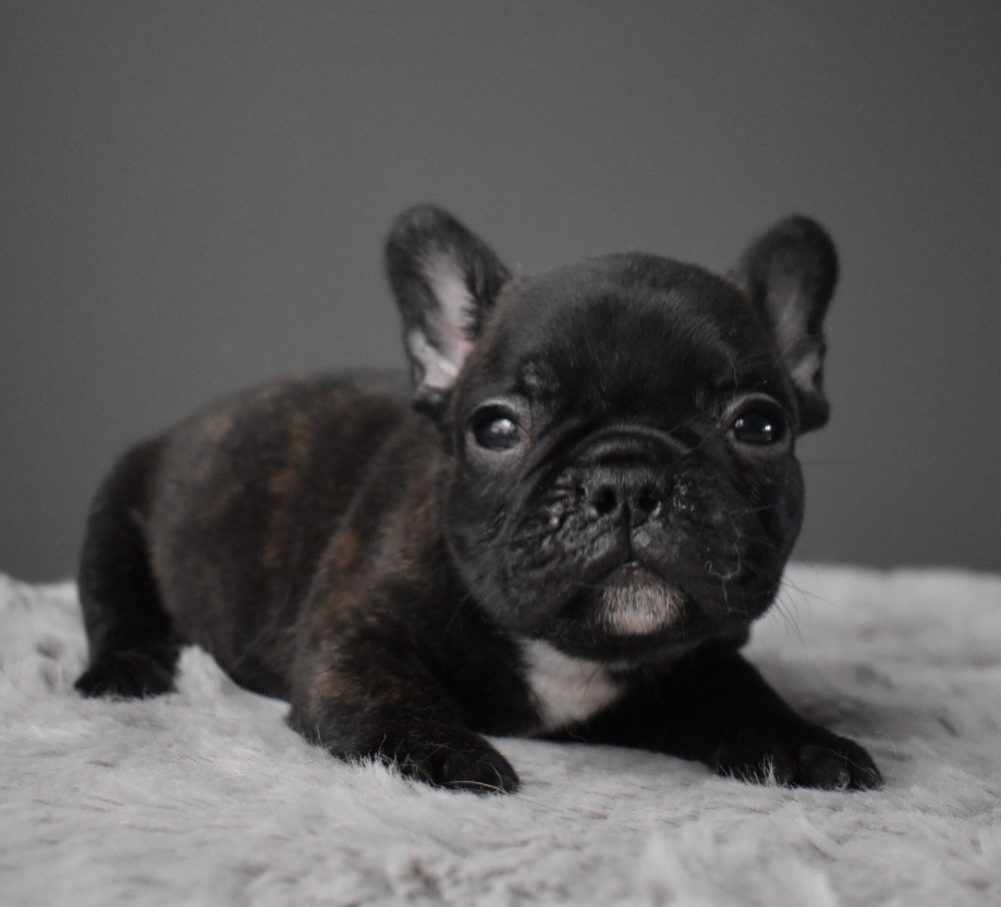 du grand Molosse - Chiot disponible  - Bouledogue français