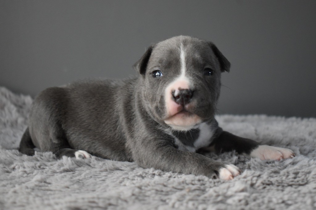 du grand Molosse - Chiot disponible  - American Staffordshire Terrier