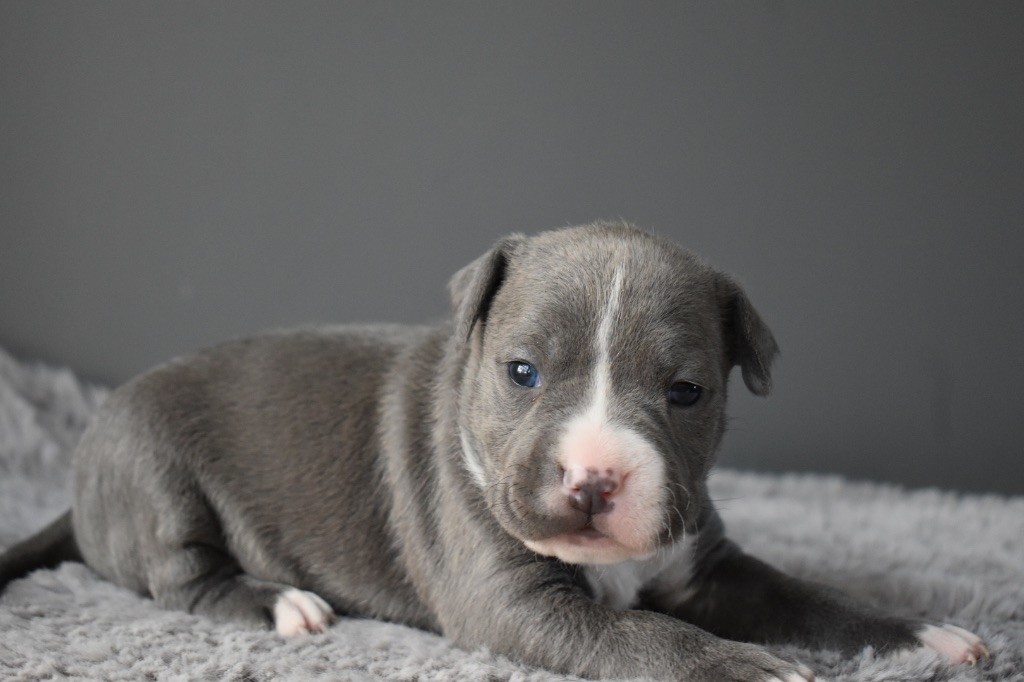 du grand Molosse - Chiot disponible  - American Staffordshire Terrier