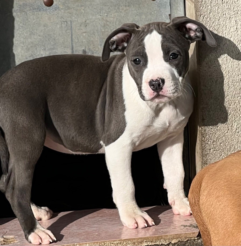 du grand Molosse - Chiot disponible  - American Staffordshire Terrier