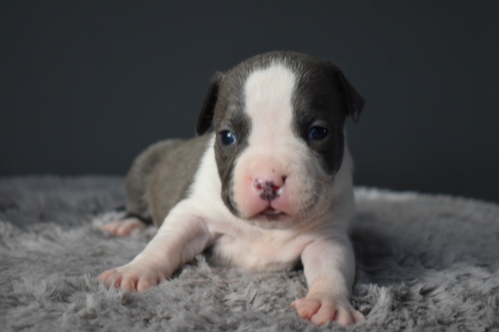 du grand Molosse - Chiot disponible  - American Staffordshire Terrier