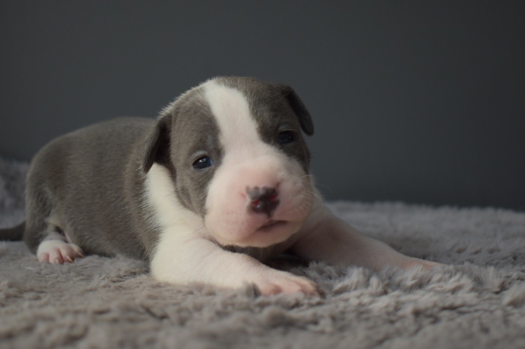 du grand Molosse - Chiot disponible  - American Staffordshire Terrier