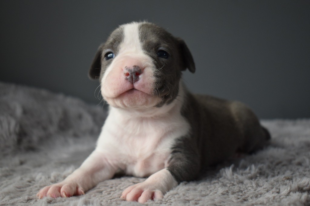 du grand Molosse - Chiot disponible  - American Staffordshire Terrier