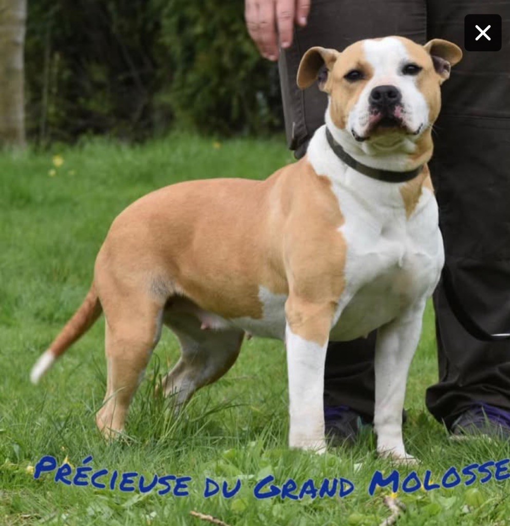 Précieuse du grand Molosse