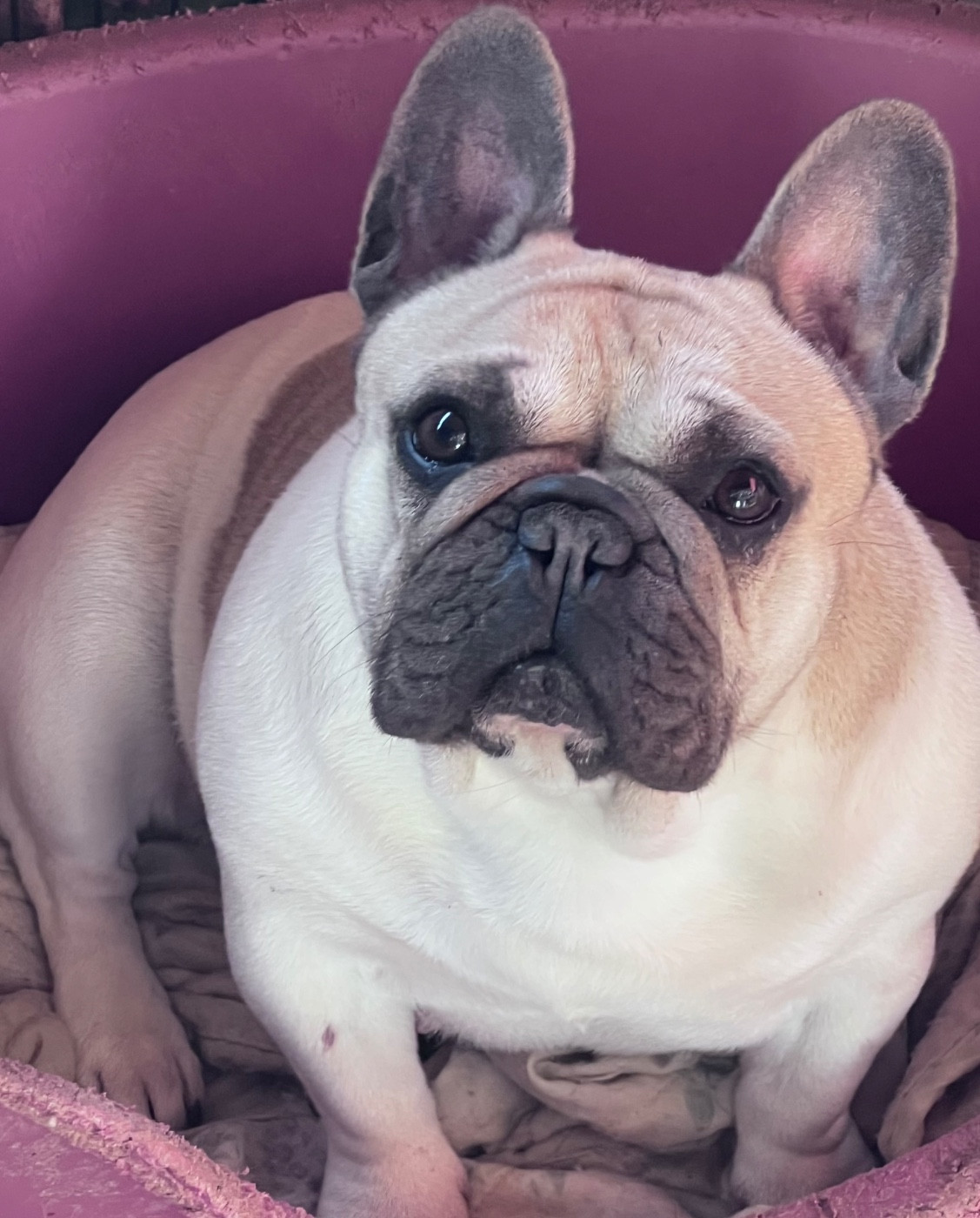 Scarlet du grand Molosse