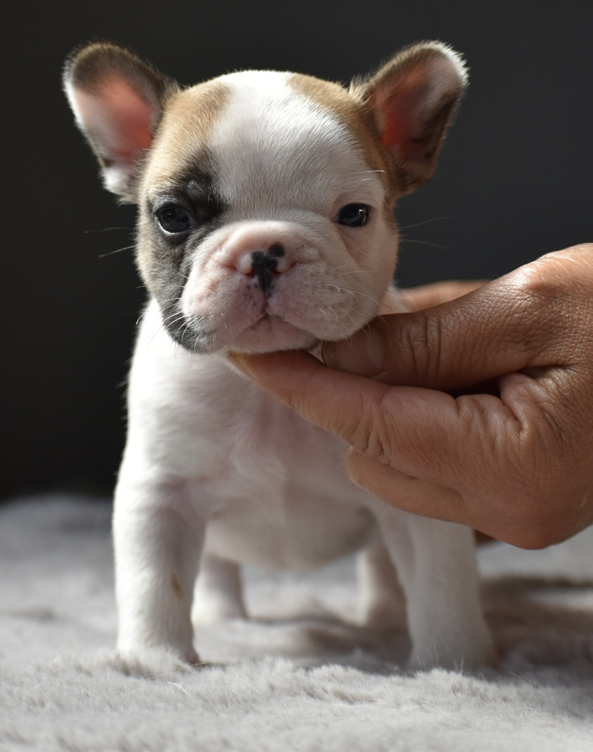 du grand Molosse - Chiots disponibles - Bouledogue français