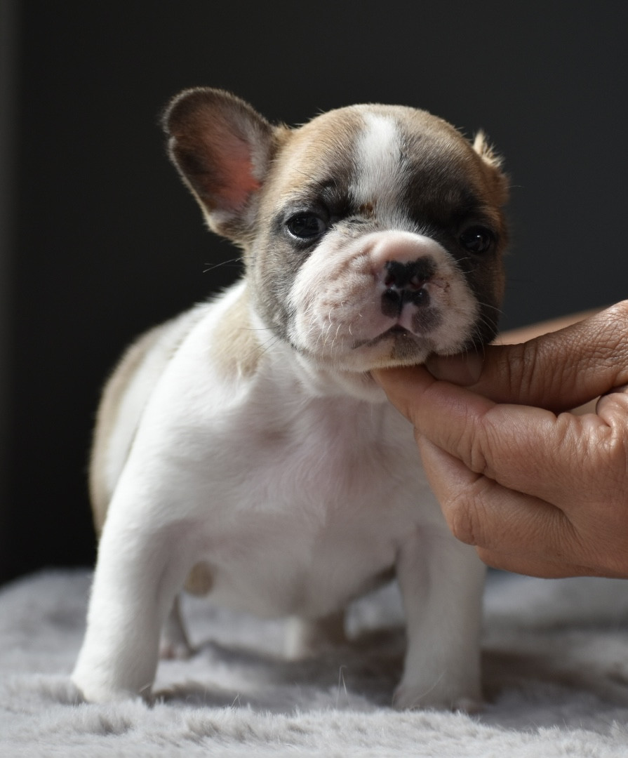 du grand Molosse - Chiots disponibles - Bouledogue français