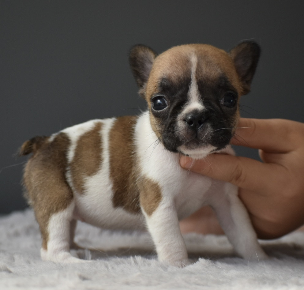 du grand Molosse - Chiots disponibles - Bouledogue français