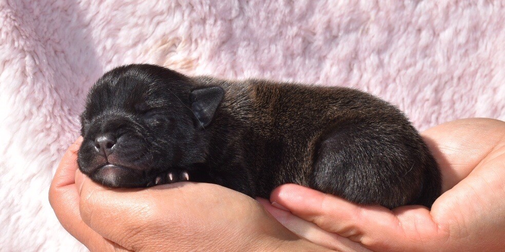 du grand Molosse - Chiots disponibles - Staffordshire Bull Terrier