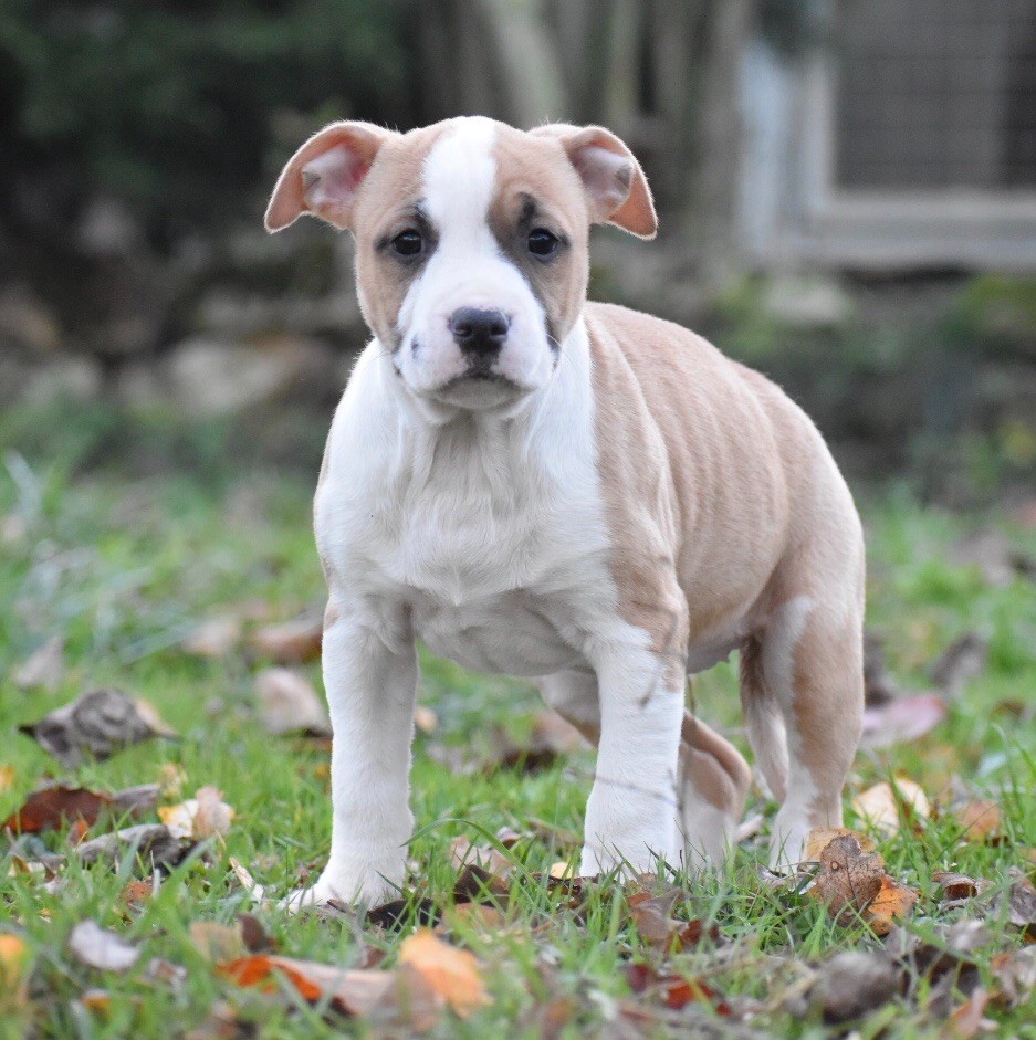 du grand Molosse - Chiots disponibles - American Staffordshire Terrier