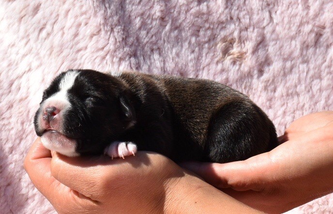 du grand Molosse - Chiots disponibles - Staffordshire Bull Terrier