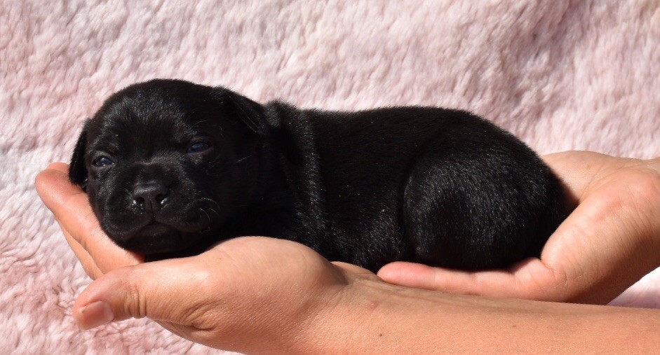 du grand Molosse - Chiots disponibles - Staffordshire Bull Terrier