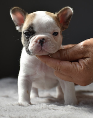 BISCUIT