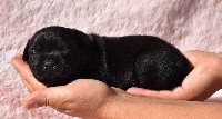 CHIOT