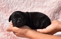 CHIOT
