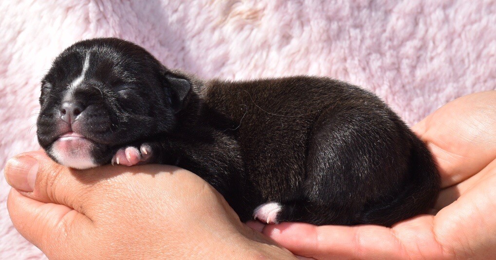 du grand Molosse - Chiots disponibles - Staffordshire Bull Terrier