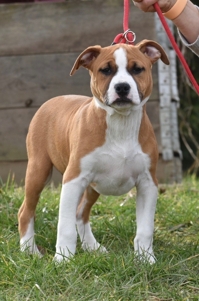 du grand Molosse - Chiots disponibles - American Staffordshire Terrier