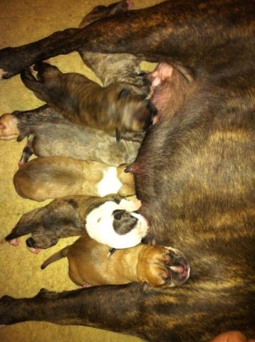 Chiot American Staffordshire Terrier du grand Molosse